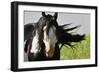 Wildhorses-Gordon Semmens-Framed Photographic Print