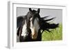 Wildhorses-Gordon Semmens-Framed Photographic Print