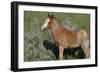 Wildhorses-Gordon Semmens-Framed Photographic Print