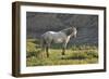 Wildhorses-Gordon Semmens-Framed Photographic Print