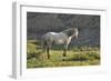 Wildhorses-Gordon Semmens-Framed Photographic Print