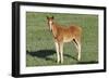 Wildhorses-Gordon Semmens-Framed Photographic Print