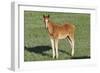 Wildhorses-Gordon Semmens-Framed Photographic Print