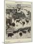 Wildlife Feeding in Winter-null-Mounted Giclee Print