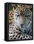 Wildlife in Belize, Jaguar-Jane Sweeney-Framed Stretched Canvas