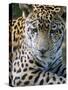 Wildlife in Belize, Jaguar-Jane Sweeney-Stretched Canvas