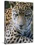 Wildlife in Belize, Jaguar-Jane Sweeney-Stretched Canvas