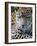 Wildlife in Belize, Jaguar-Jane Sweeney-Framed Photographic Print