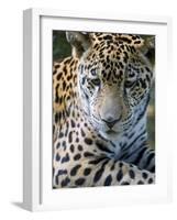 Wildlife in Belize, Jaguar-Jane Sweeney-Framed Photographic Print