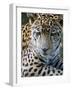 Wildlife in Belize, Jaguar-Jane Sweeney-Framed Photographic Print
