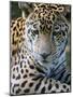 Wildlife in Belize, Jaguar-Jane Sweeney-Mounted Photographic Print
