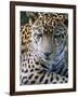 Wildlife in Belize, Jaguar-Jane Sweeney-Framed Photographic Print