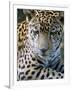 Wildlife in Belize, Jaguar-Jane Sweeney-Framed Photographic Print