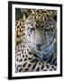 Wildlife in Belize, Jaguar-Jane Sweeney-Framed Photographic Print