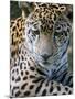 Wildlife in Belize, Jaguar-Jane Sweeney-Mounted Photographic Print