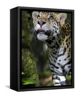 Wildlife in Belize, Jaguar-Jane Sweeney-Framed Stretched Canvas