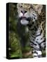 Wildlife in Belize, Jaguar-Jane Sweeney-Stretched Canvas
