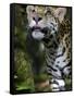 Wildlife in Belize, Jaguar-Jane Sweeney-Framed Stretched Canvas