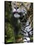 Wildlife in Belize, Jaguar-Jane Sweeney-Stretched Canvas