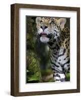 Wildlife in Belize, Jaguar-Jane Sweeney-Framed Photographic Print