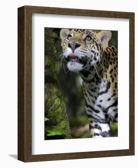 Wildlife in Belize, Jaguar-Jane Sweeney-Framed Photographic Print