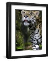 Wildlife in Belize, Jaguar-Jane Sweeney-Framed Photographic Print