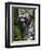 Wildlife in Belize, Jaguar-Jane Sweeney-Framed Photographic Print