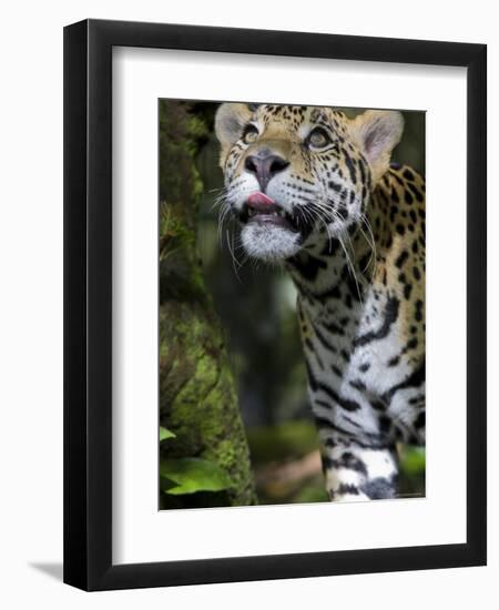 Wildlife in Belize, Jaguar-Jane Sweeney-Framed Photographic Print