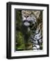 Wildlife in Belize, Jaguar-Jane Sweeney-Framed Photographic Print