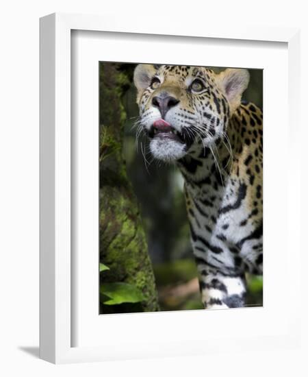 Wildlife in Belize, Jaguar-Jane Sweeney-Framed Photographic Print