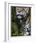 Wildlife in Belize, Jaguar-Jane Sweeney-Framed Photographic Print