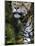 Wildlife in Belize, Jaguar-Jane Sweeney-Mounted Photographic Print