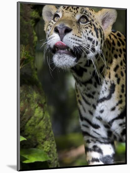 Wildlife in Belize, Jaguar-Jane Sweeney-Mounted Photographic Print