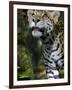 Wildlife in Belize, Jaguar-Jane Sweeney-Framed Photographic Print