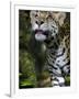 Wildlife in Belize, Jaguar-Jane Sweeney-Framed Photographic Print