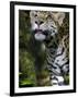 Wildlife in Belize, Jaguar-Jane Sweeney-Framed Photographic Print