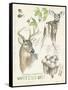 Wildlife Journals IV-Jennifer Parker-Framed Stretched Canvas