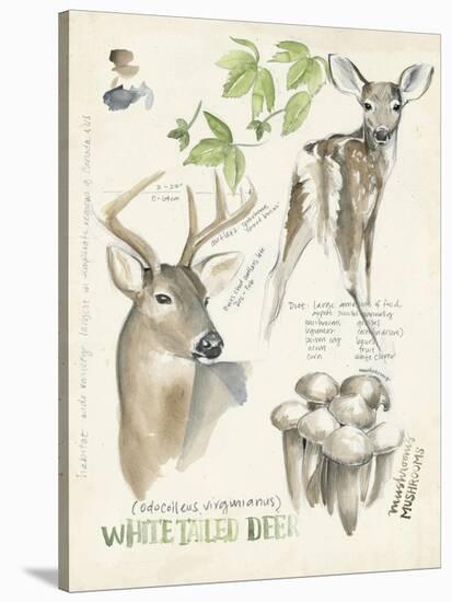 Wildlife Journals IV-Jennifer Parker-Stretched Canvas