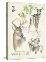 Wildlife Journals IV-Jennifer Parker-Stretched Canvas