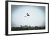 Wildlife of Tambopata, Madre De Dios, Peru-Christian Declercq-Framed Photographic Print