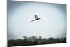 Wildlife of Tambopata, Madre De Dios, Peru-Christian Declercq-Mounted Photographic Print