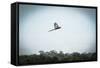 Wildlife of Tambopata, Madre De Dios, Peru-Christian Declercq-Framed Stretched Canvas