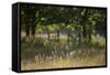 Wildlife Rich Hay Meadow, Early Morning Light in Summer, Lampeter, Wales, UK. June-Ross Hoddinott-Framed Stretched Canvas