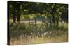 Wildlife Rich Hay Meadow, Early Morning Light in Summer, Lampeter, Wales, UK. June-Ross Hoddinott-Stretched Canvas