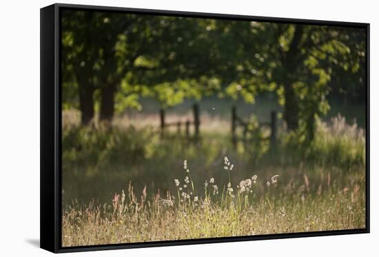 Wildlife Rich Hay Meadow, Early Morning Light in Summer, Lampeter, Wales, UK. June-Ross Hoddinott-Framed Stretched Canvas