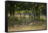 Wildlife Rich Hay Meadow, Early Morning Light in Summer, Lampeter, Wales, UK. June-Ross Hoddinott-Framed Stretched Canvas