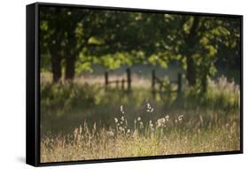Wildlife Rich Hay Meadow, Early Morning Light in Summer, Lampeter, Wales, UK. June-Ross Hoddinott-Framed Stretched Canvas