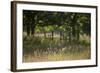 Wildlife Rich Hay Meadow, Early Morning Light in Summer, Lampeter, Wales, UK. June-Ross Hoddinott-Framed Photographic Print