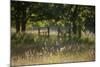 Wildlife Rich Hay Meadow, Early Morning Light in Summer, Lampeter, Wales, UK. June-Ross Hoddinott-Mounted Photographic Print