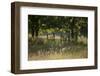 Wildlife Rich Hay Meadow, Early Morning Light in Summer, Lampeter, Wales, UK. June-Ross Hoddinott-Framed Photographic Print